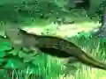 Žaidimas Lizard Forest Escape internete