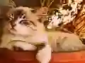 Žaidimas Game of 15 internete