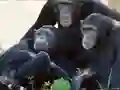 Žaidimas Funny Chimpanzee Jungle Escape internete