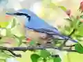 Žaidimas Hidden Spots Birds internete