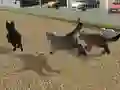 Žaidimas Run Cat Cat Race internete