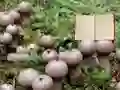Žaidimas Lycoperdon Mushroom Land Escape internete