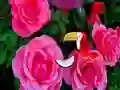 Žaidimas Precious Rose Escape internete