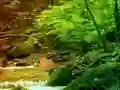 Žaidimas Peaceful Rainbow Forest Escape internete