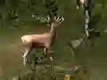 Žaidimas Sniper Hunting Deadly Animal internete