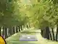 Žaidimas Pair of Cat Escape internete