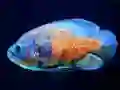 Žaidimas Tiger Fish Jigsaw internete