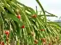 Žaidimas Dragon Fruit Animal Escape internete