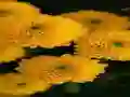 Žaidimas Chrysanthemums Jigsaw internete