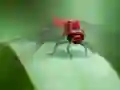 Žaidimas Dragon Fly Jigsaw internete