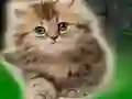 Žaidimas Couple Kitten Escape internete