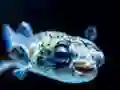 Žaidimas Puffer Fish Jigsaw internete