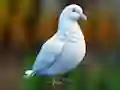 Žaidimas Realistic Pigeon Rescue internete