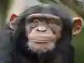 Žaidimas Chimpanzee Jigsaw internete