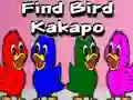 Žaidimas Find Bird Kakapo internete