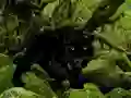 Žaidimas Escape from Black Panther Forest internete