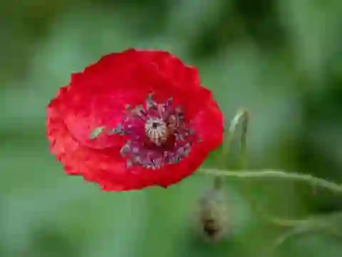 Žaidimas Poppy Nature Flower Jigsaw internete