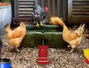 Žaidimas Poultry Farm Easter Escape internete