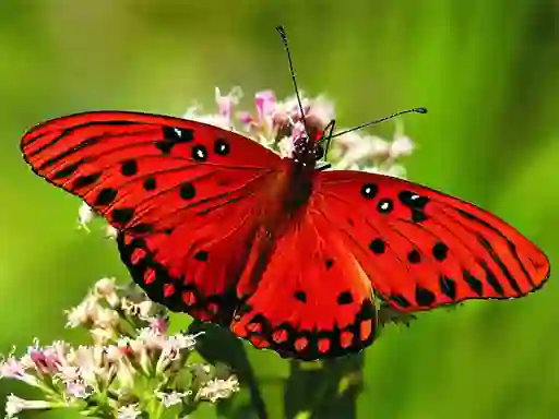 Žaidimas Nature Jigsaw Puzzle Butterfly internete