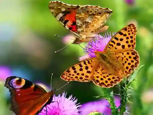 Žaidimas Butterfly Slide internete