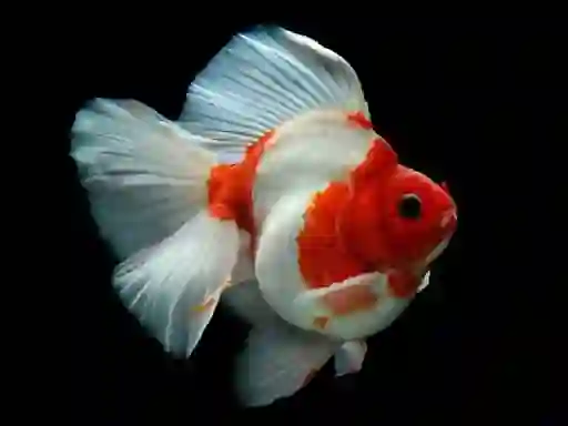 Žaidimas Gold Fish Jigsaw Puzzle internete