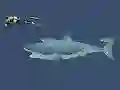 Žaidimas Mad Shark internete