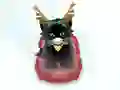 Žaidimas Pet Sledding internete