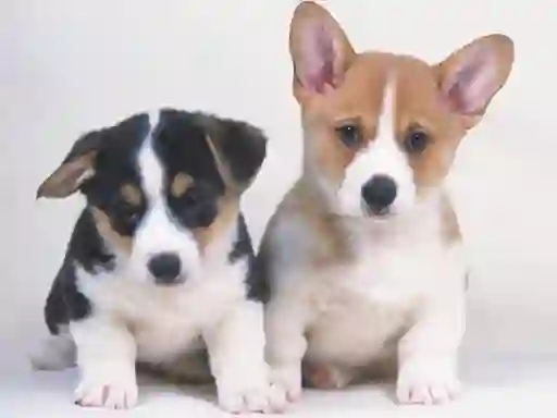 Žaidimas Cute Puppies Puzzle internete