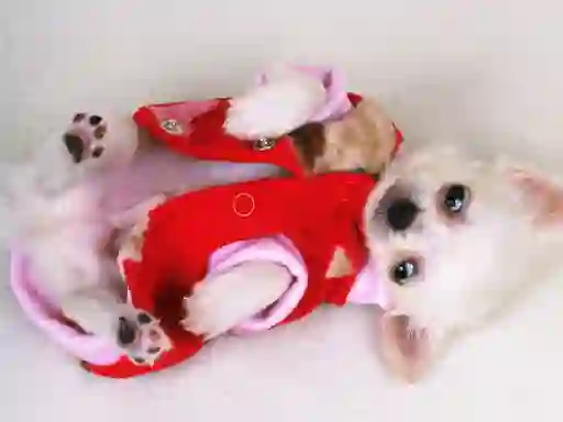 Žaidimas Lovely Puppy Slide internete