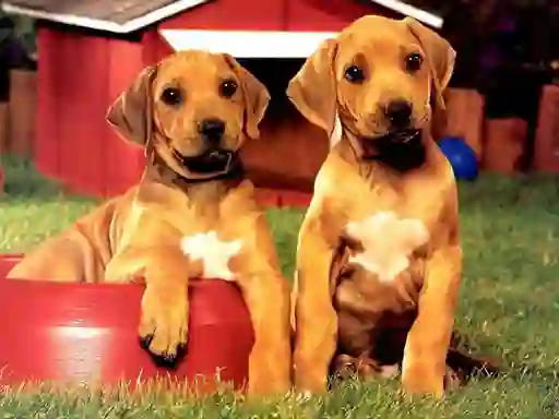 Žaidimas Puppy Pairs Puzzle internete