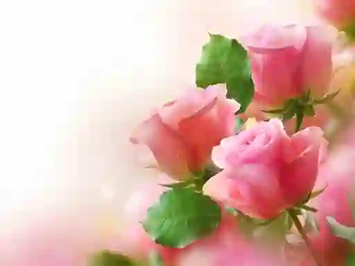 Žaidimas Pink Roses internete