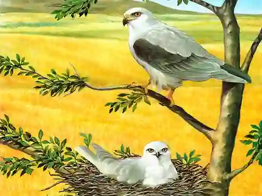 Žaidimas Birds Of Prey Puzzle internete