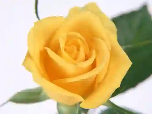 Žaidimas Yellow Roses internete