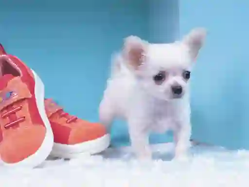 Žaidimas Lovely Puppy Puzzle internete