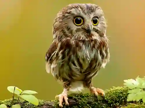 Žaidimas Animal Hidden Stars internete
