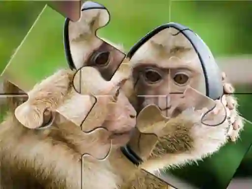 Žaidimas Chimpanzee Jigsaw internete