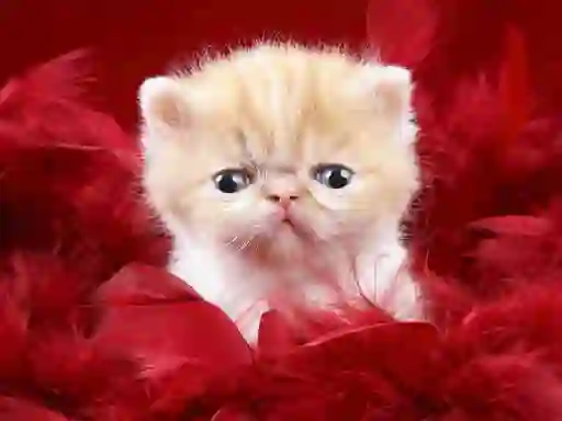 Žaidimas Funny Kitty internete