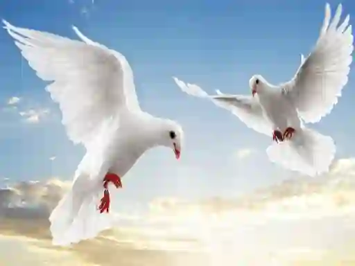 Žaidimas Flying Birds internete