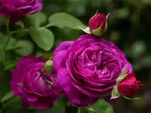 Žaidimas Purple Roses internete