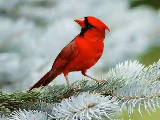 Žaidimas Birds Puzzle internete