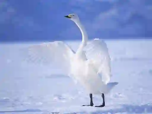 Žaidimas Graceful Swans internete