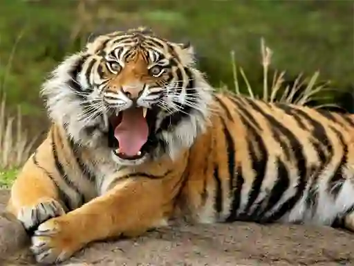 Žaidimas Animals Jigsaw Puzzle Tiger internete