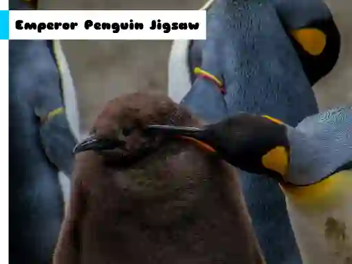 Žaidimas Emperor Penguin Jigsaw internete