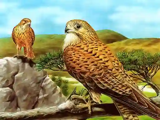 Žaidimas Birds of Prey Slide internete