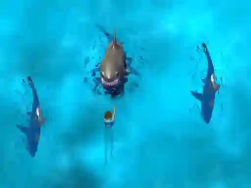 Žaidimas Avoid the Sharks internete