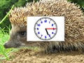 Žaidimas "Puzzle Pics"laikrodžiai  internete