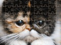 Žaidimas Egzotiniai kačių dėlionės  internete