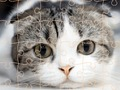 Žaidimas Katės dėlionės laikas  internete