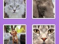 Žaidimas Paveikslėlis Slider Gyvūnai  internete