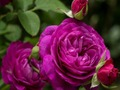 Žaidimas Violetinės rožės  internete